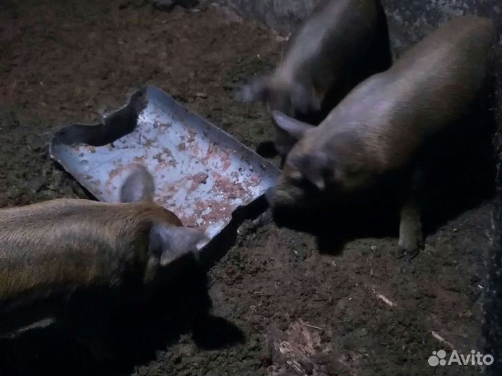 Поросята