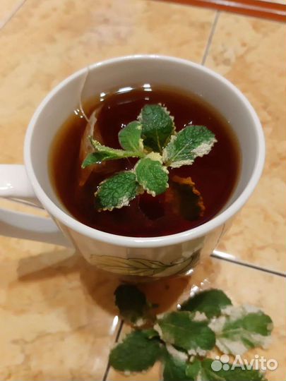 Сортовая Мята