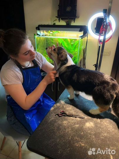 Груминг, выезд на дом