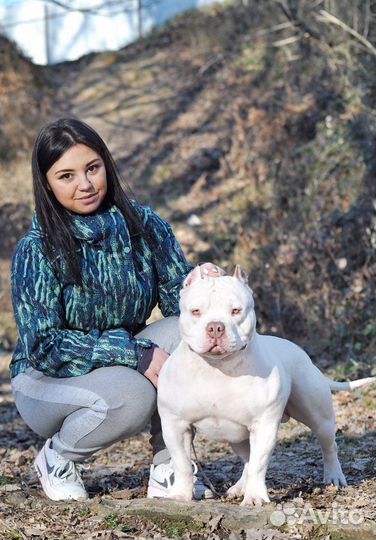 Американский булли, итальянский кане корсо