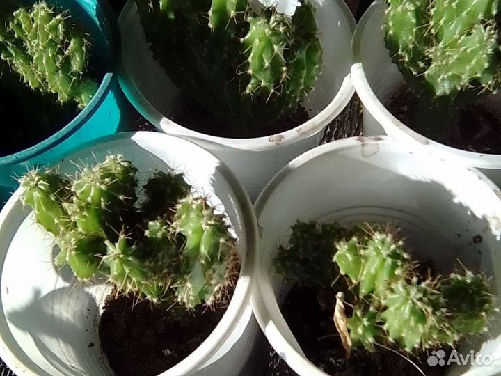 Сортовые кактусы