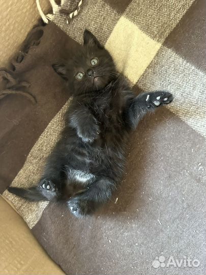 Котята