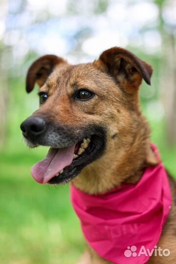 Небольшая ласковая собака Юла ищет дом