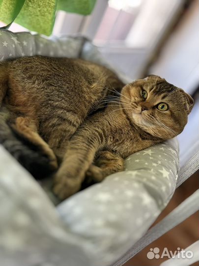 Шотландская кошка вязка