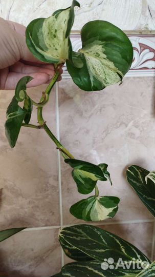 Сциндапсусы