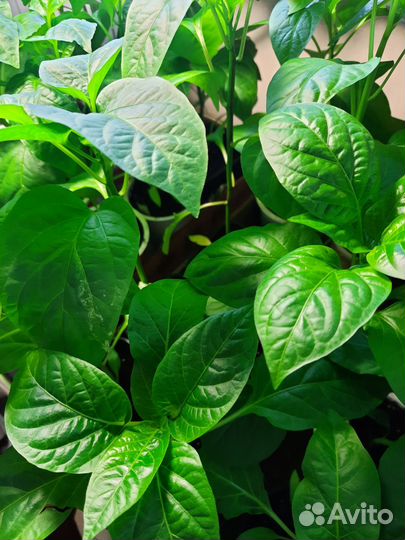 Продажа рассады овощных культур, различных цветов