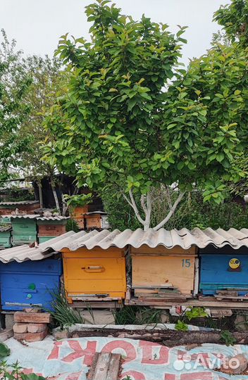 Ульи с пчелами