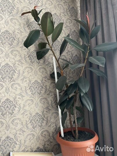 Комнатные цветы