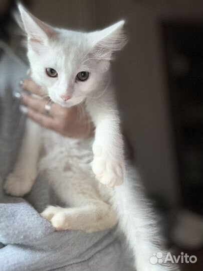 Котята мейн-кун метис