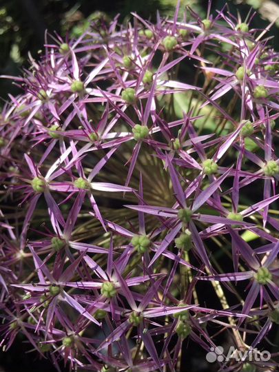 Декоративный лук: аллиум. Клубника. Земляника