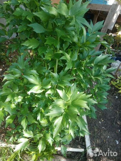 Пряные травы