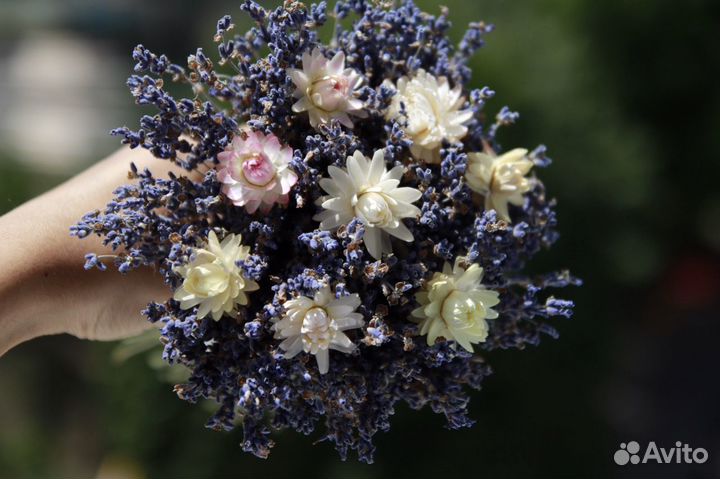 Лаванда с гелихризумом