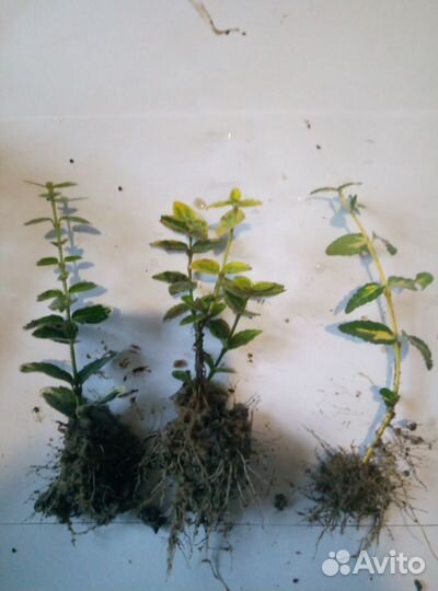 Чернозем наилучший,перегной лежалый 2-3г,камаз 15т