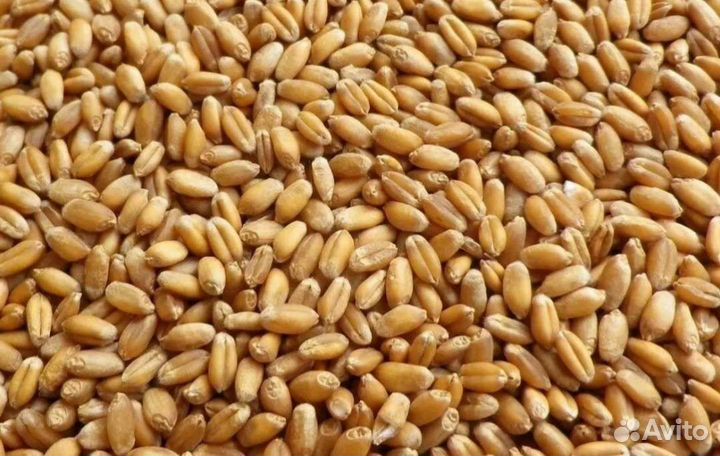 Зерно пшеница