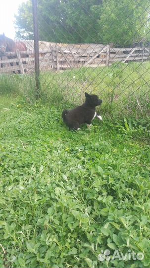 Щенки русско европейской лайки