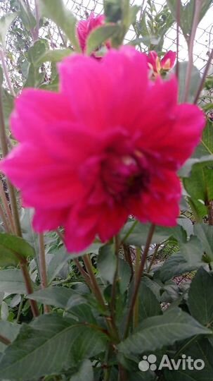 Георгины клубни