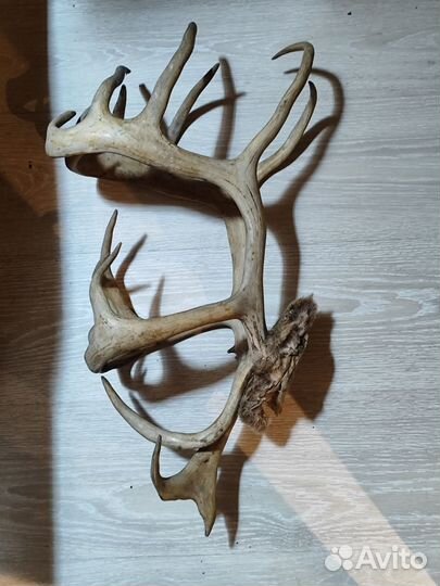 Рога оленя
