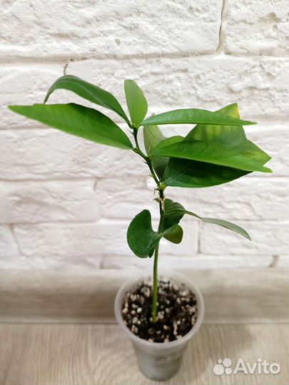 Микроцитрус Инодора