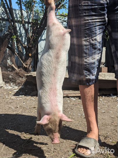 Поросята домашние 1,5 мес, мясного направления