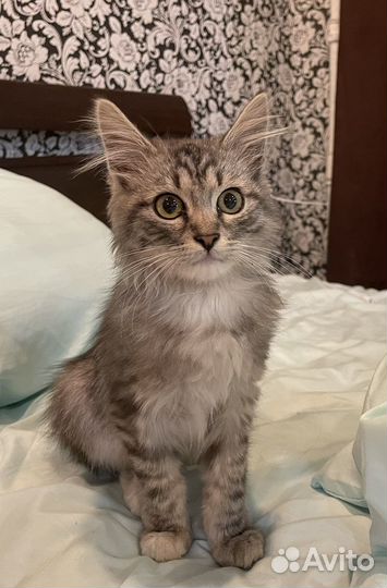 Котенок 2 месяца