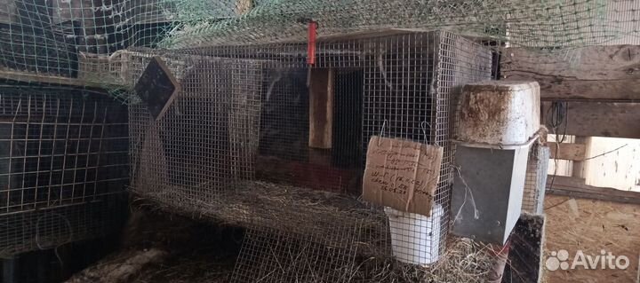 Клетки для кроликов бу можно для другой живности
