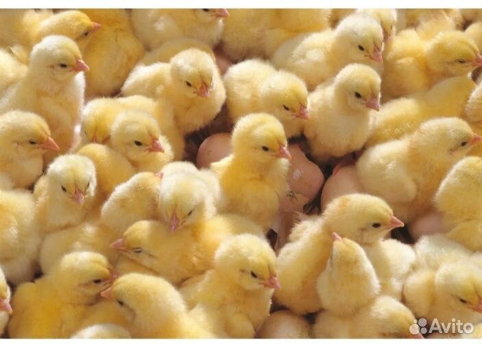 Продам цыплят