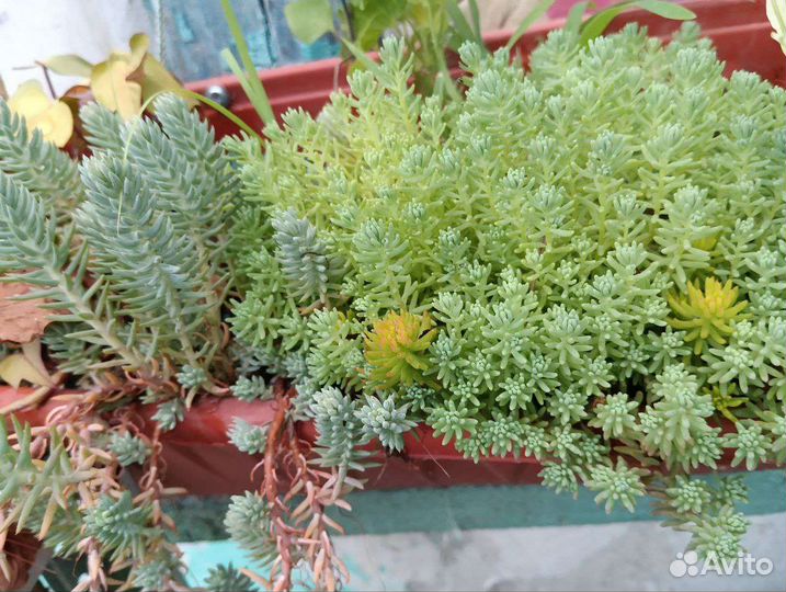 Садовые многолетние растения