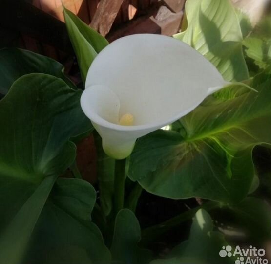 Луковицы каллы