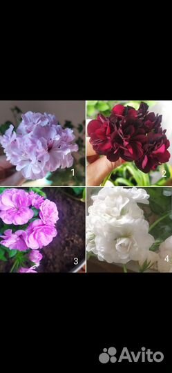 Пеларгония