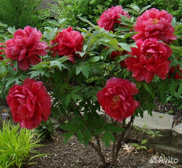 Пион древовидный микс, семена