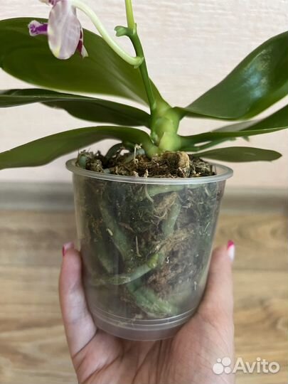 Орхидея фаленопсис ароматная