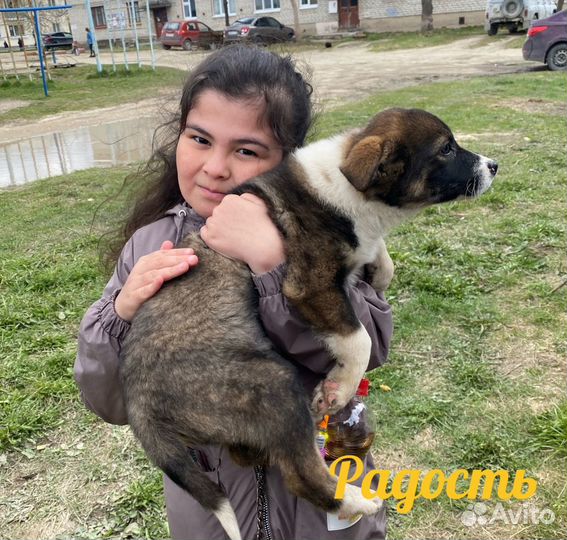 Щенок в добрые руки бесплатно