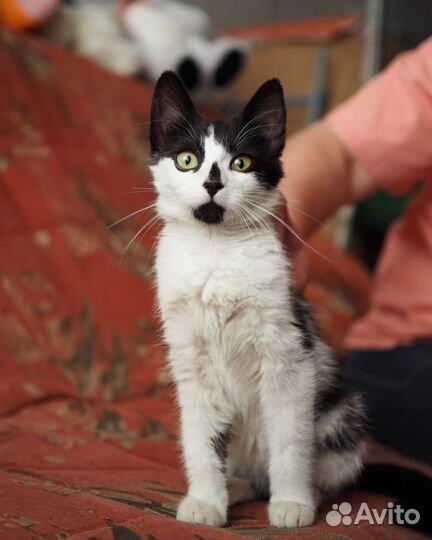 Котята 3 месяца