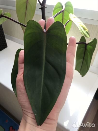 Филодендрон