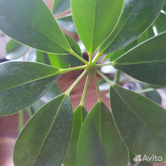 Цветок шефлера