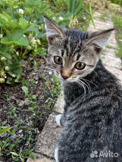 Отдам в добрые руки котят - девочки