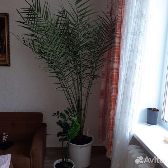 Финиковая Пальма