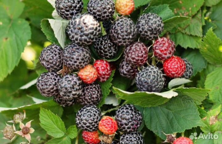 Малина (саженцы)