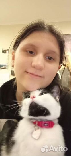 Передержка домашних животных