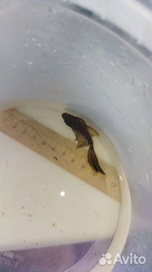 Анциструс вуалевый подростки