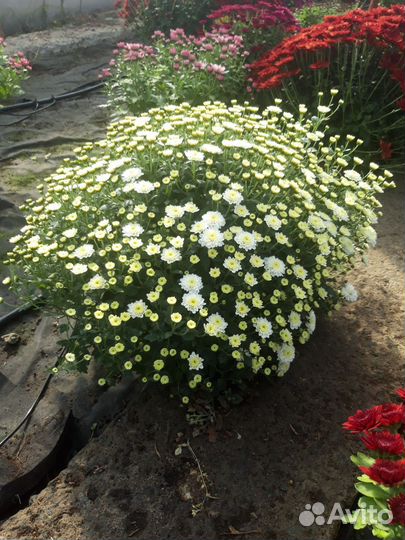 Хризантема мультифлора