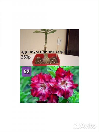 Адениум обессум