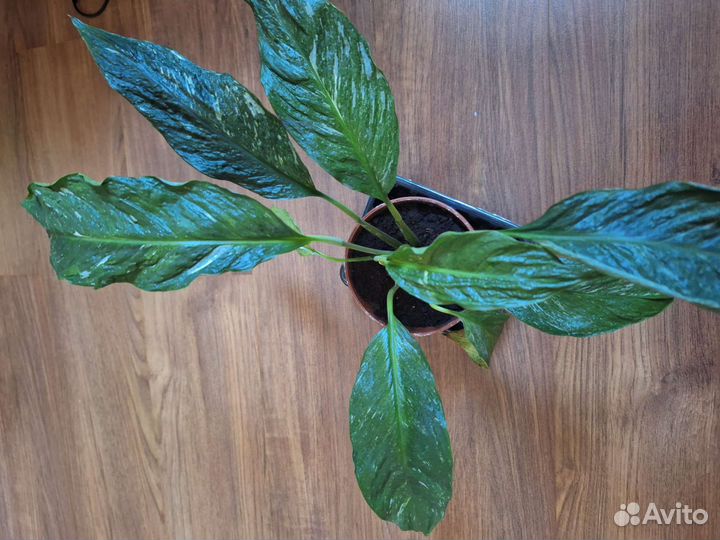 Спатифиллум Даймонд, diamond