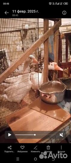 Продам гусей