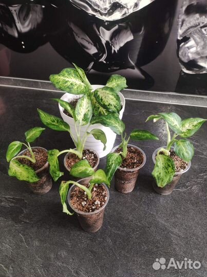 Филодендрон Ринг оф файер,сингониумы, папоротники