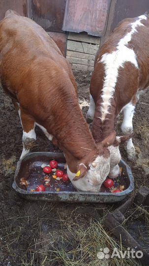 Домашние животные телята