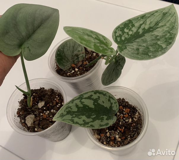 Сциндапсусы