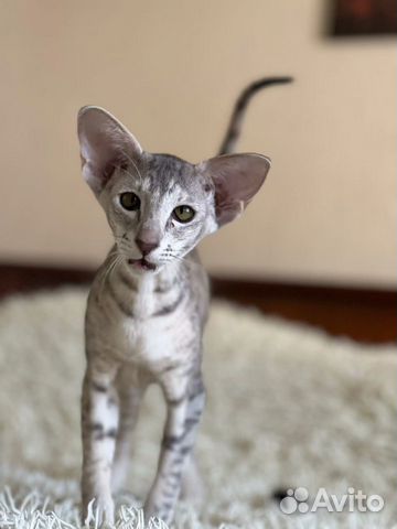 Ориентальная кошка 9 месяцев, к продаже объявление продам