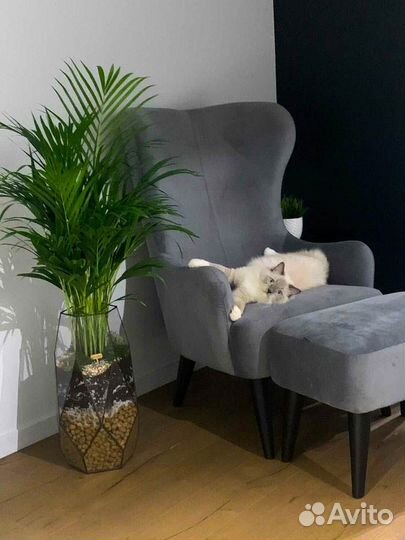 Дипсис пальма арека, доставка мск