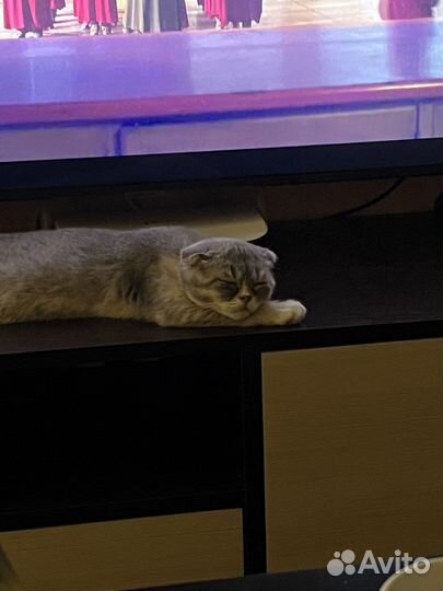 Кошечка вислоухая в добрые руки